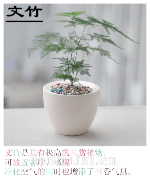 文竹
