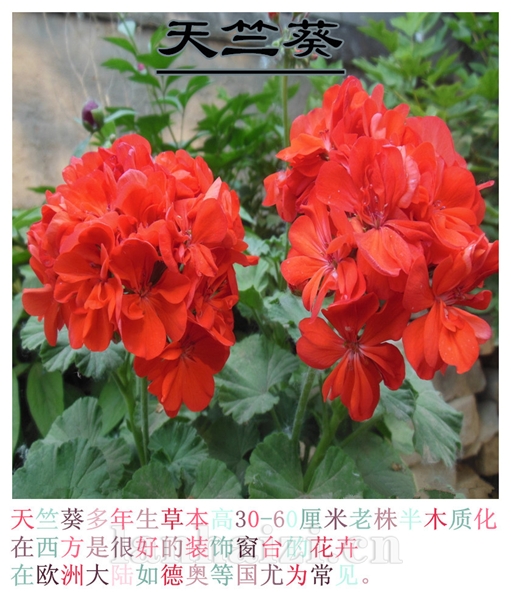 天竺葵