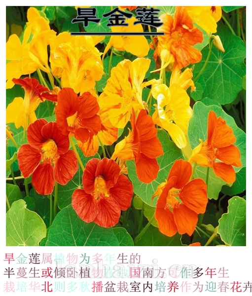 金莲花