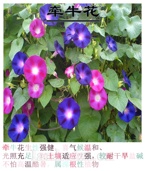 牵牛花