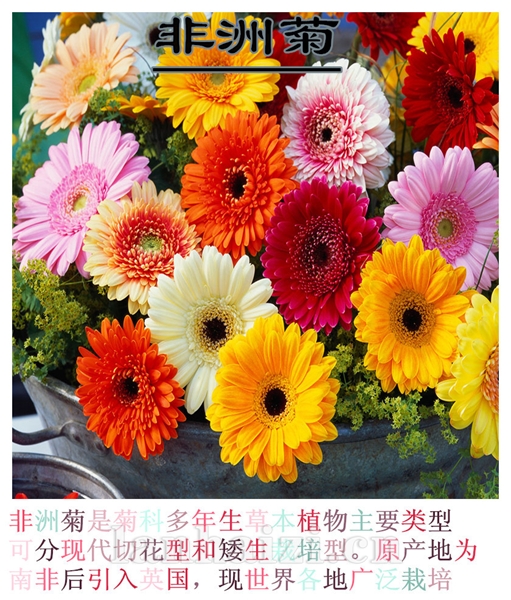 非洲菊