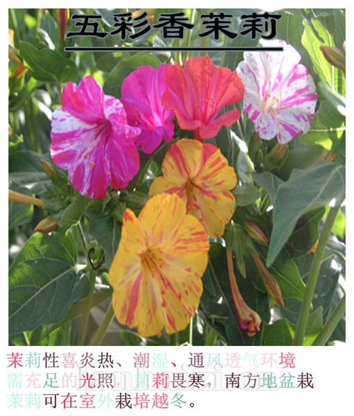 五彩香茉莉
