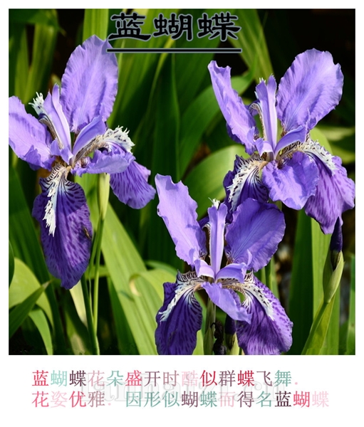 蓝蝴蝶