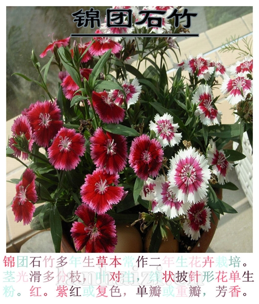 锦团石竹