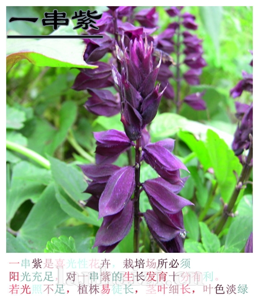  一串紫