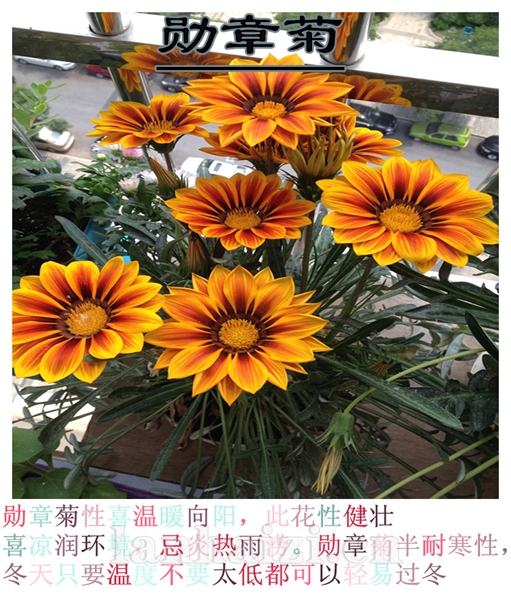 勋章菊