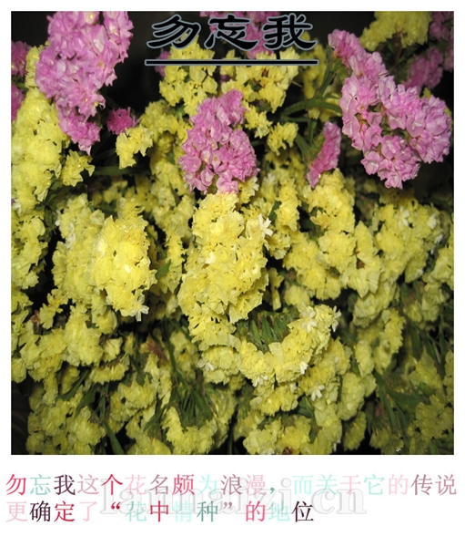 勿忘我
