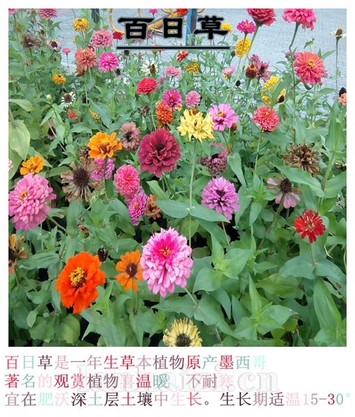 百日草