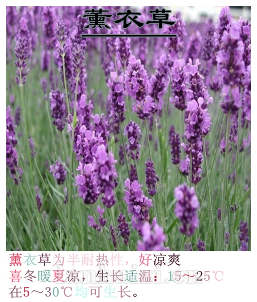 薰衣草