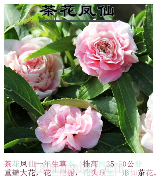 茶花凤仙