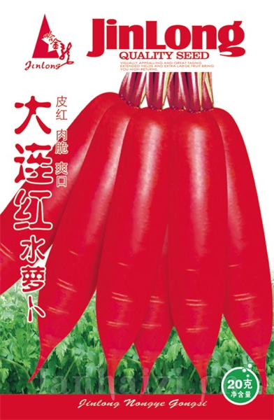 大连红水萝卜