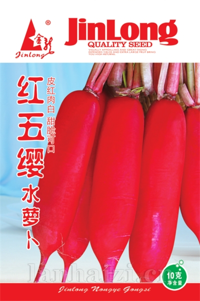 红五缨水萝卜
