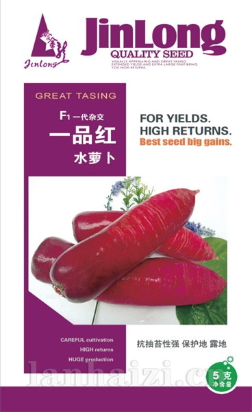 一品红水萝卜