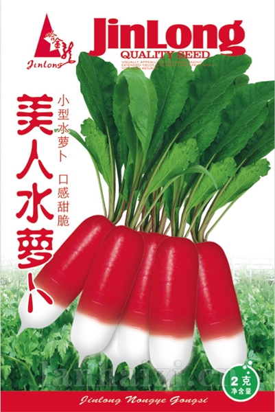 美人水萝卜