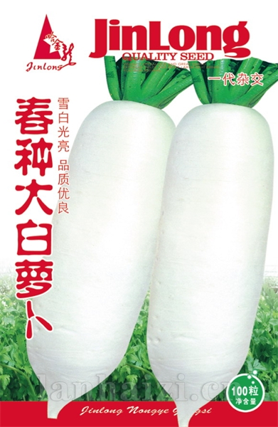  春种大白萝卜