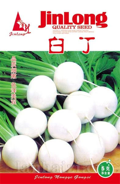 白丁萝卜