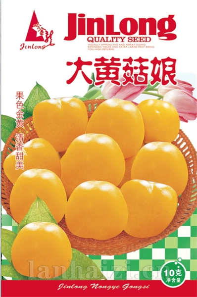 大黄菇娘