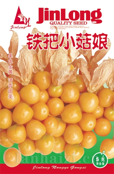 铁把小菇娘