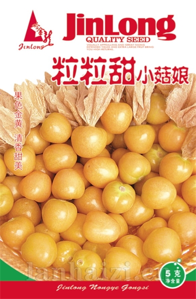 粒粒甜小菇娘
