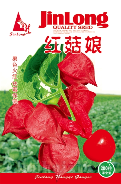 红菇娘
