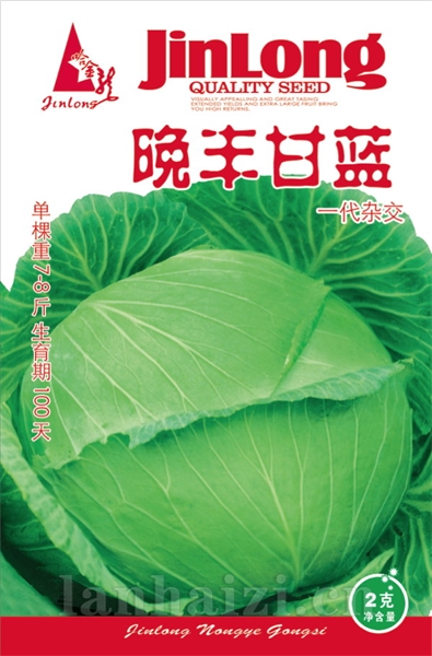 晚丰甘蓝