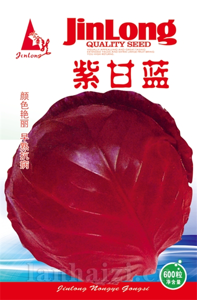紫甘蓝