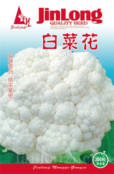 白菜花