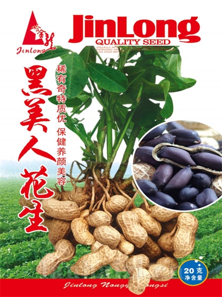 黑美人花生