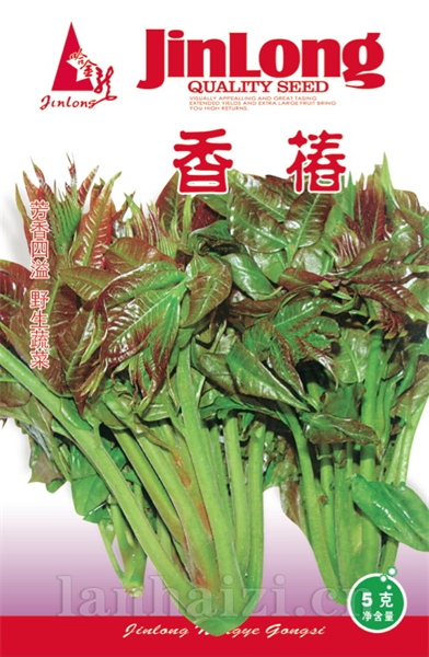 香椿