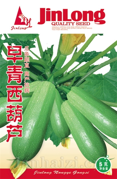 早青西葫芦