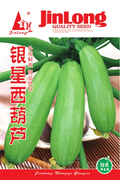  银星西葫芦