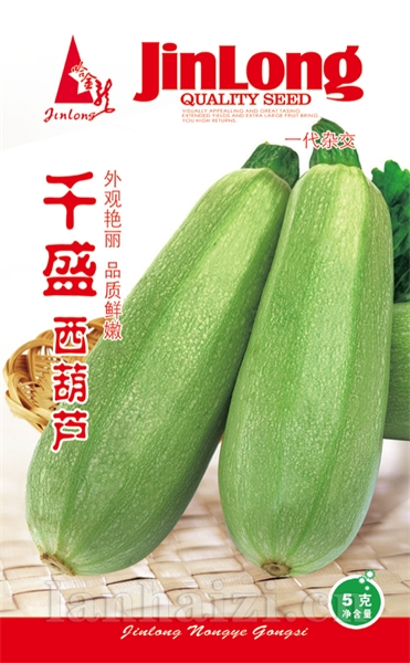 千盛西葫芦