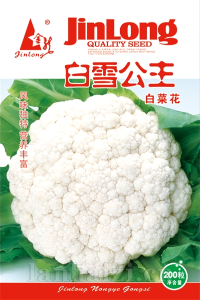 白雪公主白菜花