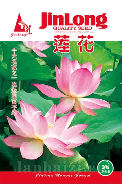 莲花