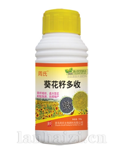 葵花籽多收