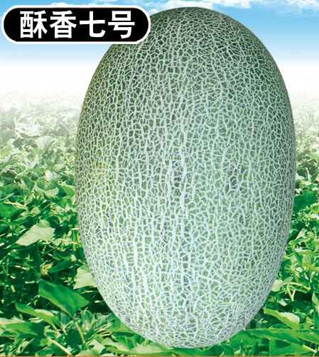 供应酥香七号—甜瓜种子
