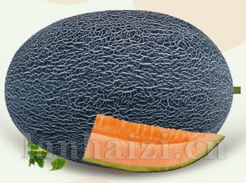 供应杂交伽师瓜二号—甜瓜种子