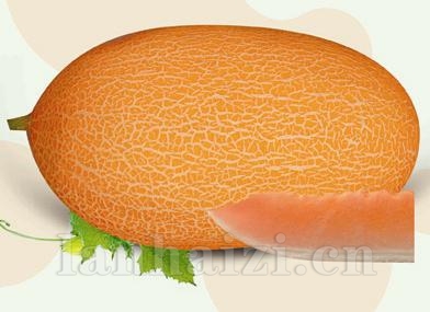 供应新州蜜1号—甜瓜种子