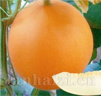 供应金红瑞—甜瓜种子
