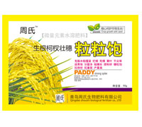 生根柯杈壮穗粒粒饱