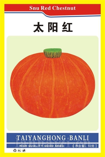 金记太阳红红板栗南瓜种子