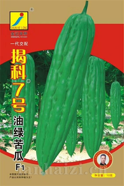 揭科7号油绿苦瓜种子