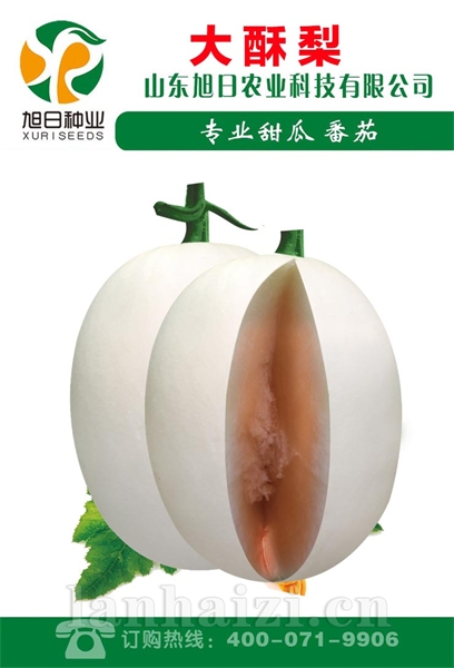 大酥梨