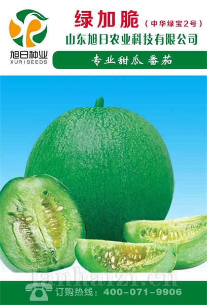 绿加脆（中华绿宝2号）