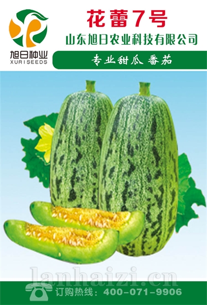 花蕾7号