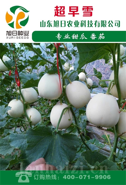 超早雪