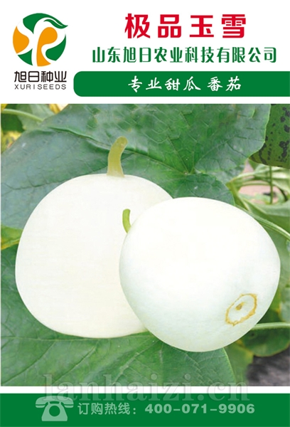 极品玉雪