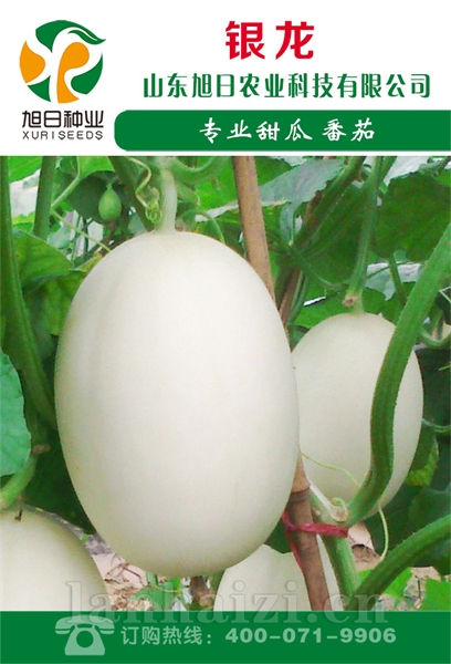 银龙