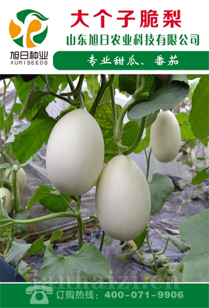大个子脆梨