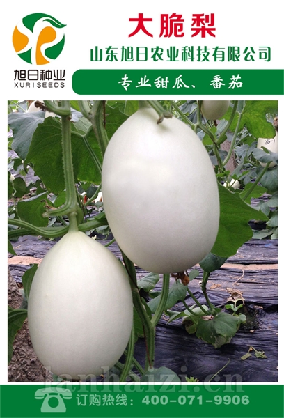 大脆梨